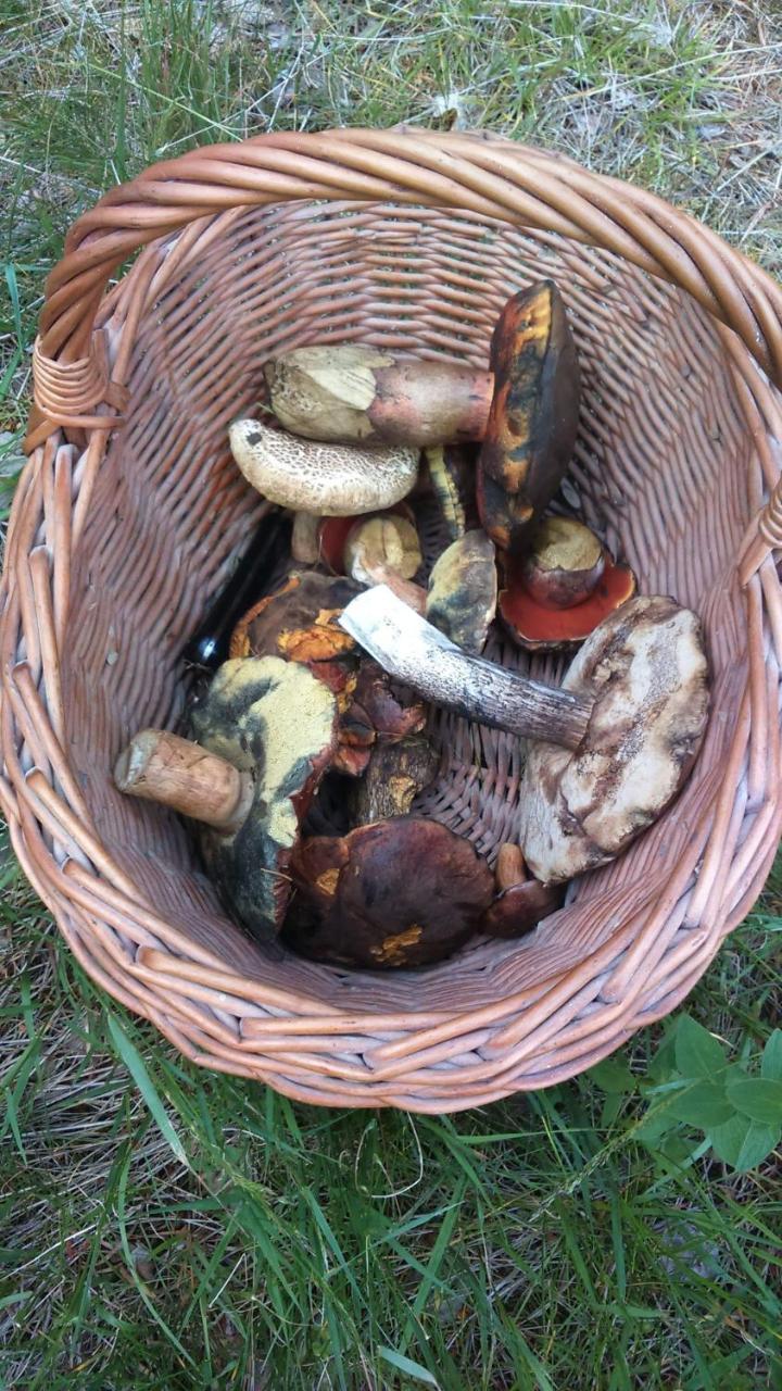 Homestay Farma U Lesa Hlinsko